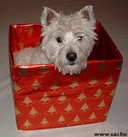 Top 10 Holiday Gifts - Pets