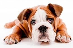 Unique Valentines Gifts for Kids - Cute Little Puppy Unique Valentines Gifts for Kids - Cute Little Puppy