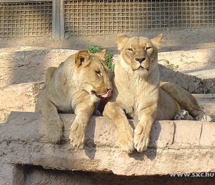 Unusual Gifts for Kids - Tickets to the Zoo Unusual Gifts for Kids - Tickets to the Zoo